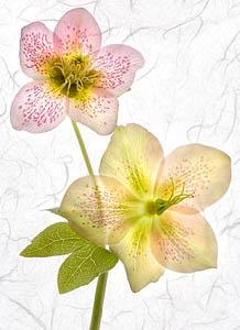 Helleborus Blossoms